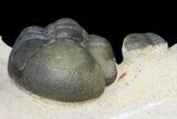 Dicranurus Trilobite - Free Standing Spines! #174200-11